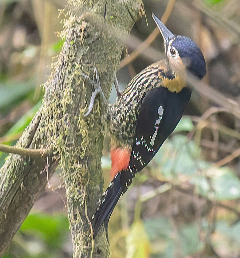 image Darjeeling Woodpecker